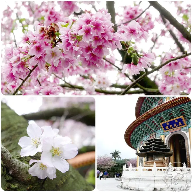 新北市景點【2017淡水無極天元宮】令人為之傾倒的粉紅櫻花大綻放!!吉野櫻、三色櫻、山櫻花，所有美景；盡收眼底~