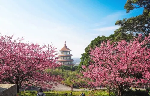 【新北淡水 | 景點】今年的第一場櫻色浪漫❀天元宮 | 淡水雲門星巴克 | 大樹書房
