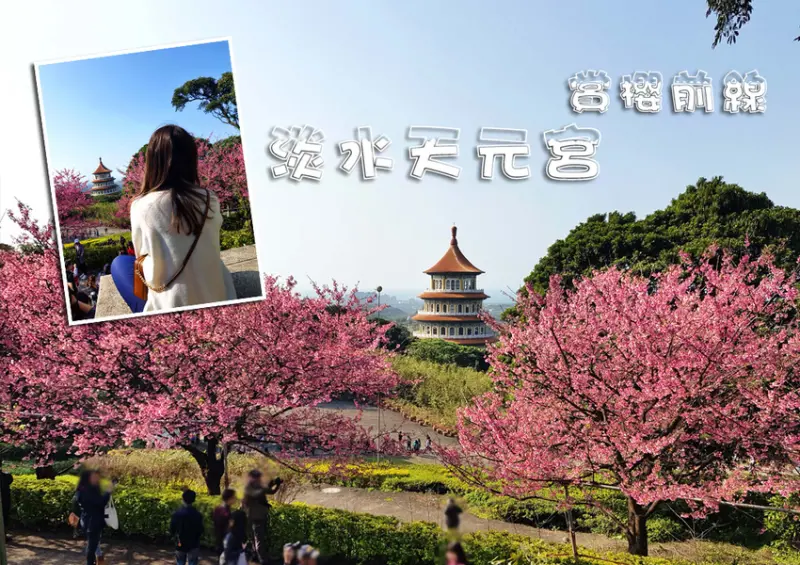 【2020淡水天元宮櫻花】賞櫻花季最新情報 ➤ 賞櫻前線交通資訊！北台灣賞櫻熱門景點！三色櫻／吉野櫻花期！