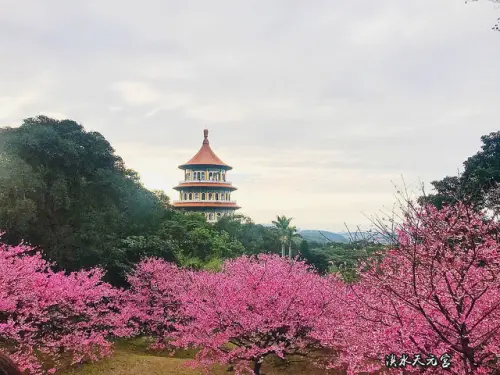 【淡水】淡水無極天元宮｜假日賞櫻好去處＊