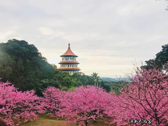 【淡水】淡水無極天元宮｜假日賞櫻好去處＊