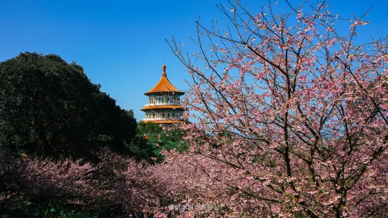 2019淡水天元宮賞櫻第一彈｜一月底三色櫻開滿八成 1/31最新花況+交通資訊+春節交通管制