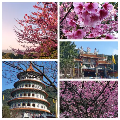 【淡水天元宮】陽光下的浪漫粉紅櫻花海.滿滿三色櫻網羅住天空的盛景.櫻花季2019 2/6新訊