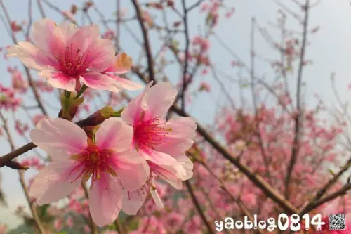 【新北淡水│景點】淡水無極天元宮＊享受春天的粉紅櫻吹雪