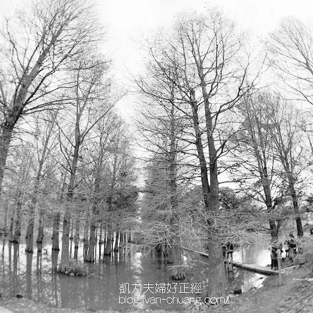 【花蓮秘境】雲山水夢幻湖｜大片好拍落羽松，不分季節怎麼拍都好美
