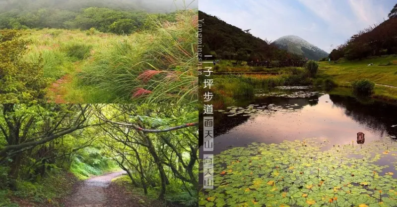 濛霧裡的芒花︱陽明山二子坪步道 面天山 向天山