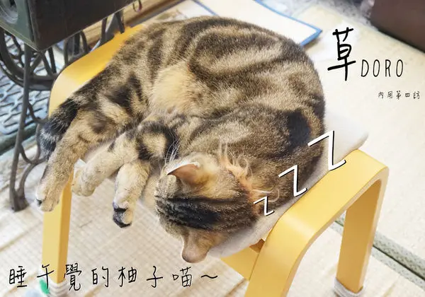 【食記】高雄鼓山-草Doro(四訪)||抹茶控摯愛|一期一會｜無限回訪|經典創新|喵咪||