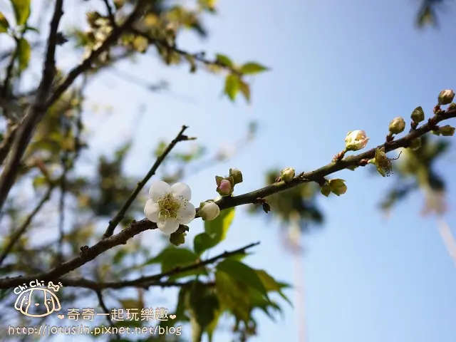 台南 梅嶺文川梅子雞&龜丹溫泉體驗池 賞梅不成吃雞泡腳趣台南半日行