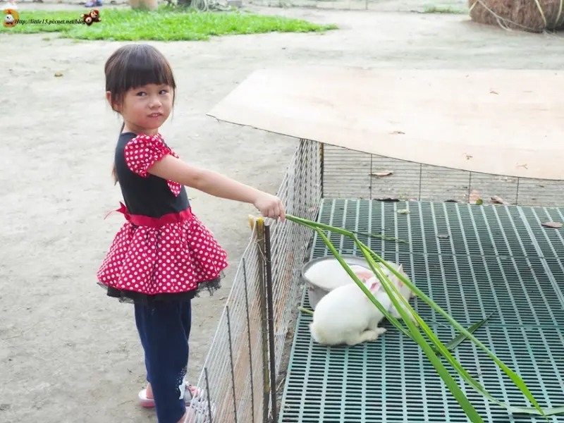 乳牛的家 柳營親子景點/柳營一日遊/台南牧場