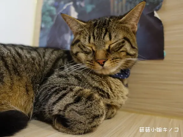 淡水信義線-101/世貿站-超厲害立體貓臉歐雷還有一隻超壯碩店貓~The Who Cafe 框影咖啡(信義店)~