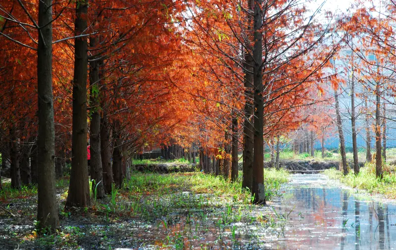 餘下晨光 . 惆悵 * 台中霧峰 . 北岸路落羽松