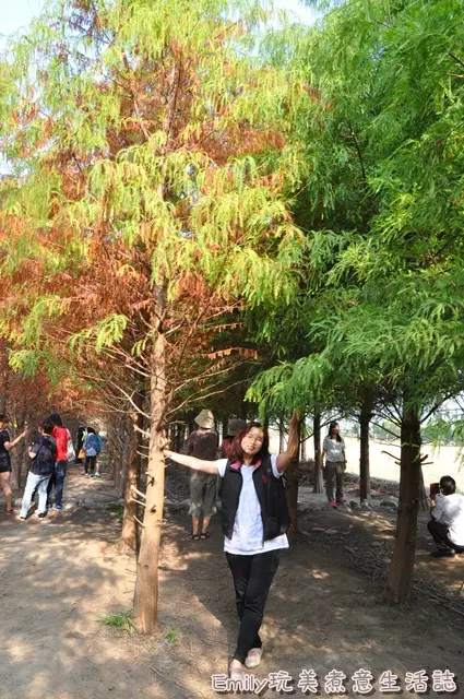 ❤台中。霧峰落羽松~台版冬季戀歌
