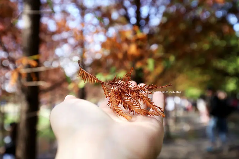 【台中霧峰】落羽松 - 台灣就有超美祕境落羽松.北岸路的冬季戀歌.假日人多到拍天拍地