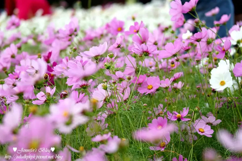 【桃園-蘆竹鄉】2014蘆竹花彩節 萬花童樂會