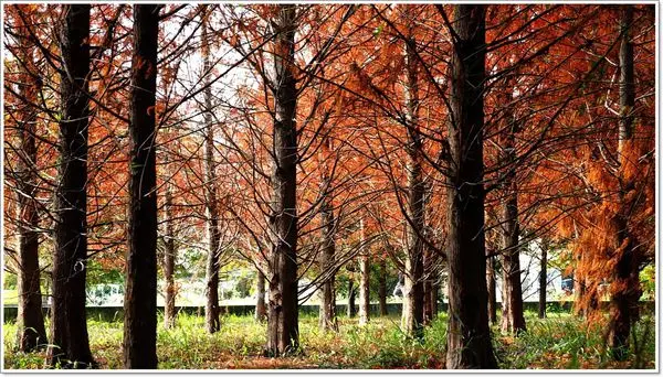 【遊】【台中】參天落羽松編織的仙境