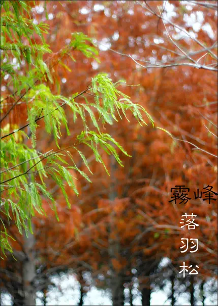 【台中霧峰】從秘境進擊成朝聖點《北岸路落羽松》