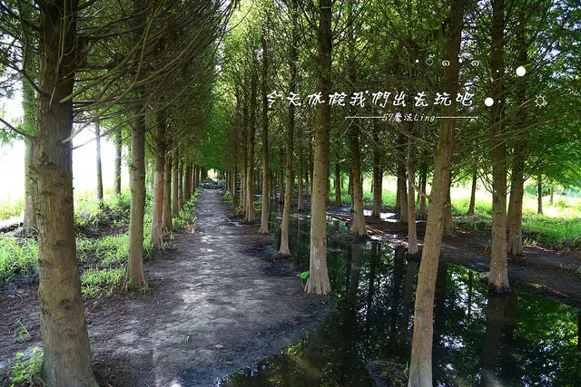 [ 台中⊙霧峰]北岸路。季節限定之綠色落雨松森林