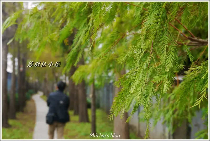 北投落羽松祕境~捷運復興崗站旁落羽松小徑