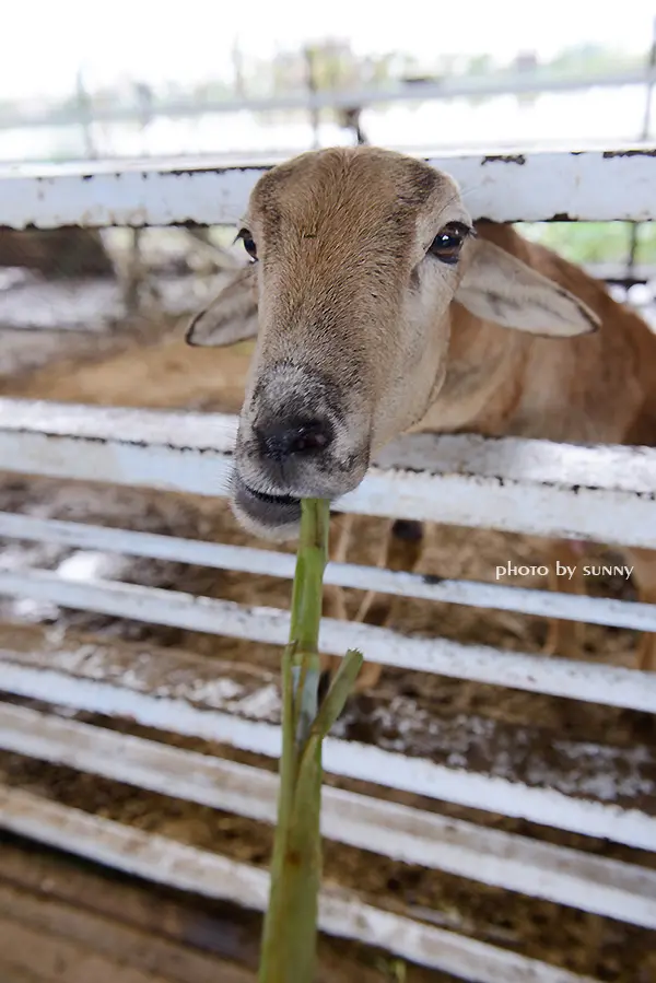 【宜蘭|可達羊場】溜小孩殺時間好去處        
      
