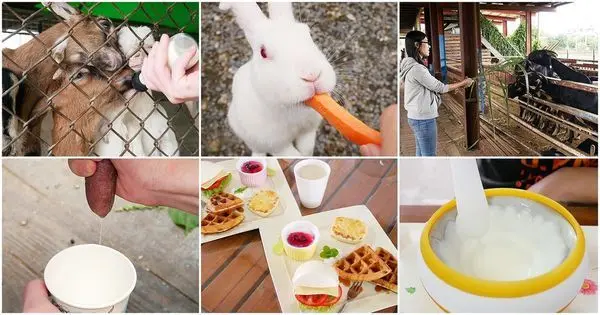 可達羊場 - 宜蘭員山親子旅遊景點，入園無低消，不止可以動手餵養小動物，還能親自擠羊奶品嚐，離開前別忘了品嘗羊奶下午茶