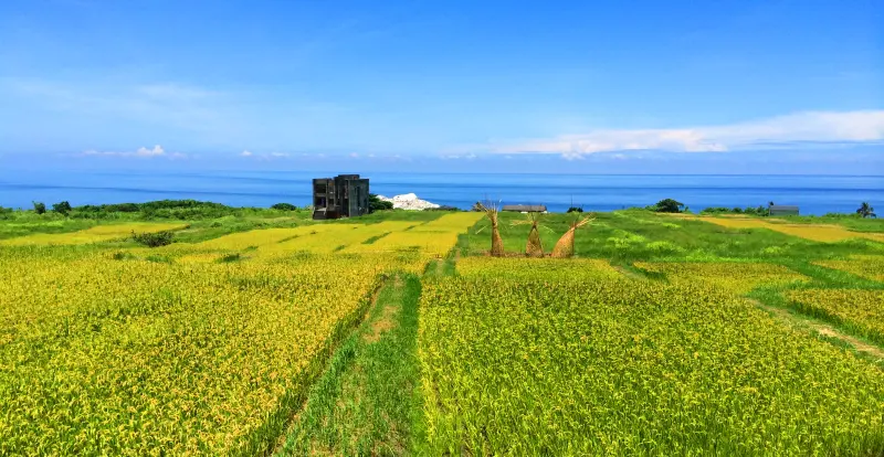 豐濱海稻田