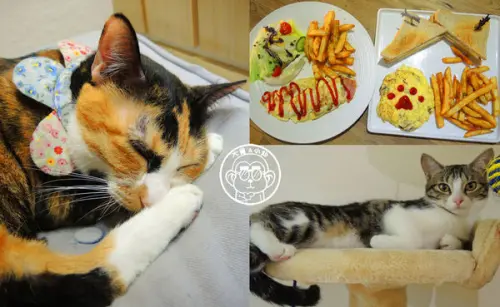呷飽祙【台北松山･meow bar 喵吧咖啡廳】萌店長隨侍左右