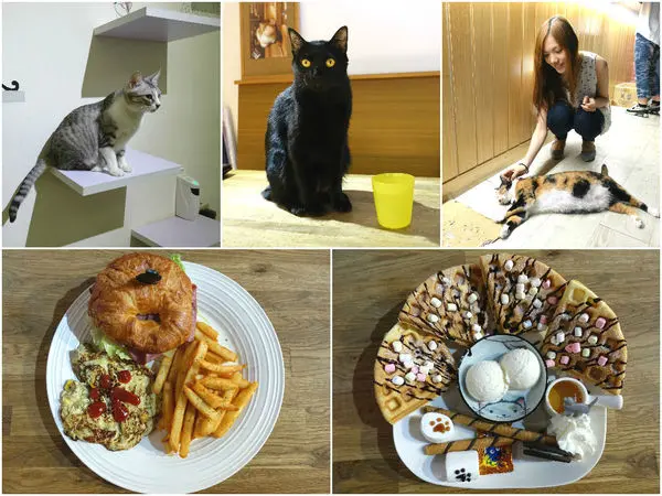 喵吧咖啡廳‧TaipeiWalker介紹的不限時好店, 來被可愛貓咪們包圍吧!!!