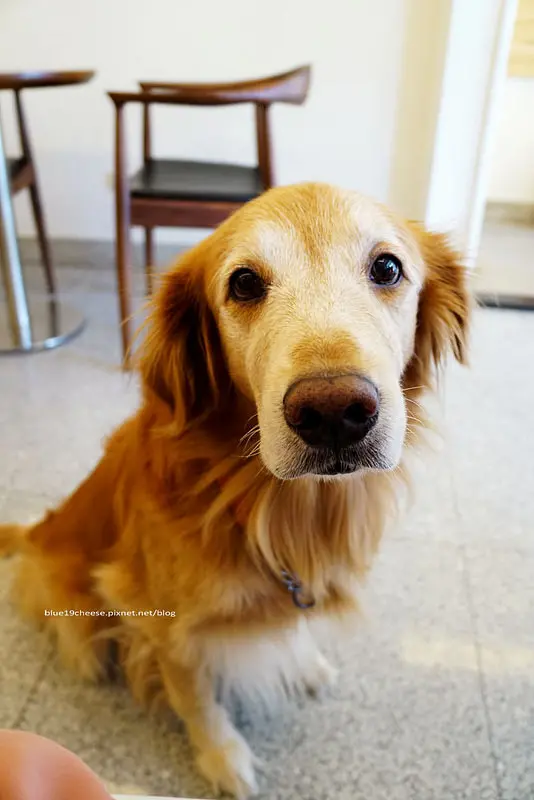 【台中西區】FLORA CAFFE - 有強大阿芙卡多affogato.可愛店狗.台中護校附近.兒童之家對面