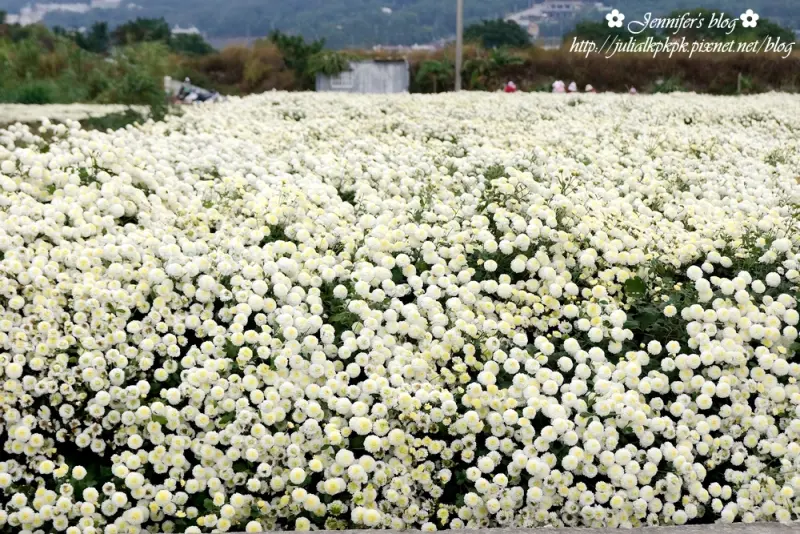 【苗栗-銅鑼鄉】2014苗栗銅鑼杭菊芋頭節（杭菊花季）