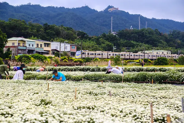 銅鑼賞菊。2018菊祥如芋。發現不一樣的銅鑼