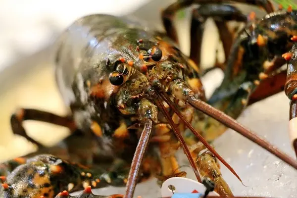 【羽諾食記】味之町精緻石頭火鍋涮涮鍋●頂級海鮮&帝王蟹吃到飽●永春捷運站美食              