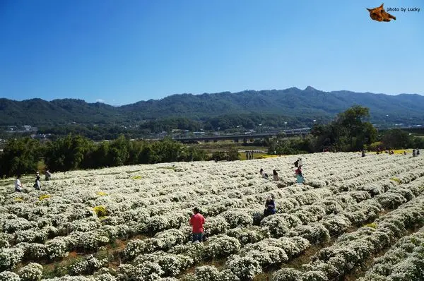 【苗栗。銅鑼。玩】2014苗栗銅鑼杭菊季 白雪遍地 藍天白雲拍起來好美!! (圖多!)