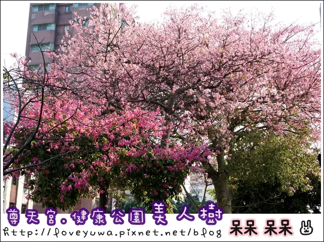 【台中◍•ᴗ•◍❤南區】五權南路✯景點・尊天宮・健康公園美人樹賞美人櫻｜猶如京都賞櫻，冬季版落花紛飛的粉紅街道