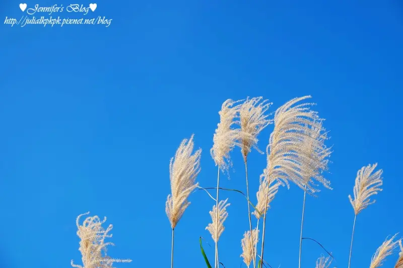 【台北-士林區】擎天崗大草原。秋芒