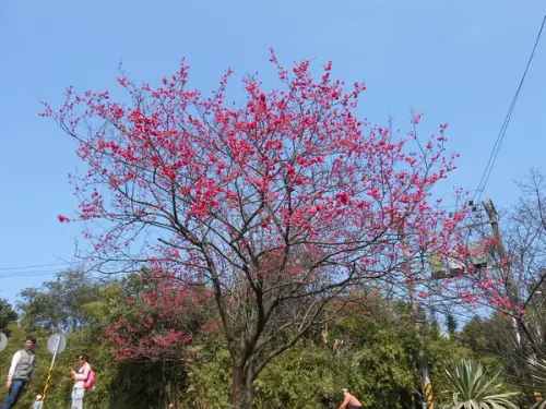 [台北士林]陽明山賞花＋少女的下午茶甜點｜亞尼克夢想村1、2號店