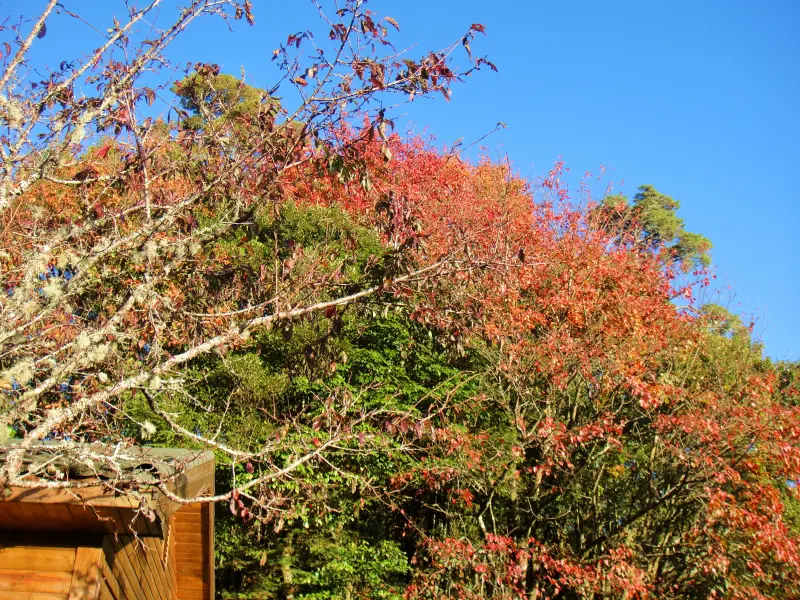 台中／大雪山森態旅行，漫步在雲層仙境裡。