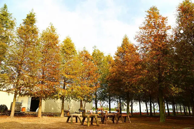 [ 南投⊙南投市]139縣道。馬路旁的落羽松。