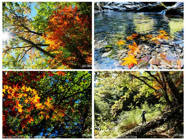 【南投。仁愛】台8線。108K秘境 楓之谷。碧綠溪河畔賞楓