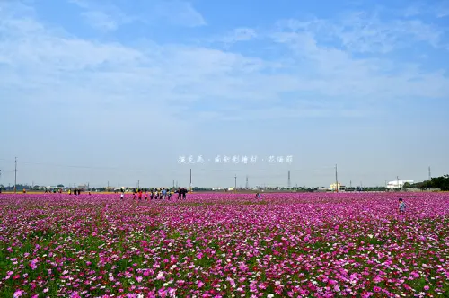 南新社區出現小叮噹時光機，還有卡通人物版立體浮雕彩繪牆、大片的波斯菊花海，親子同遊的好去處