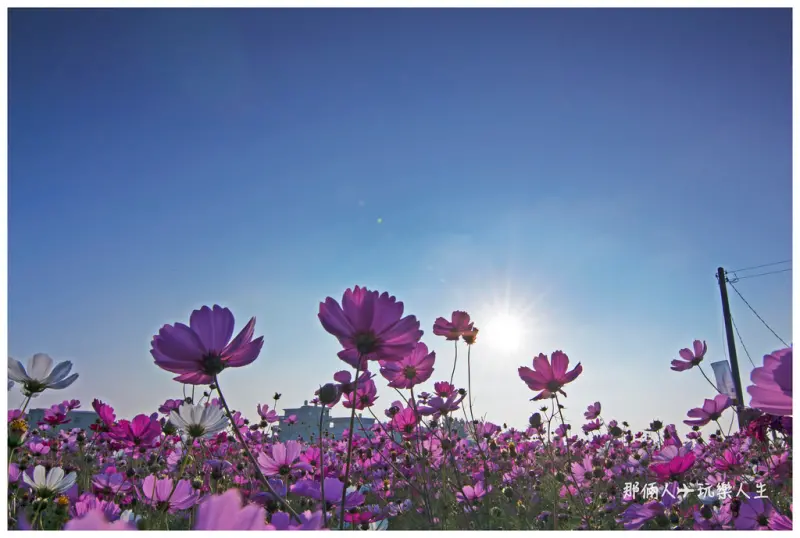 『彰化景點』南新社區 波斯菊🌸 花海季節🌸