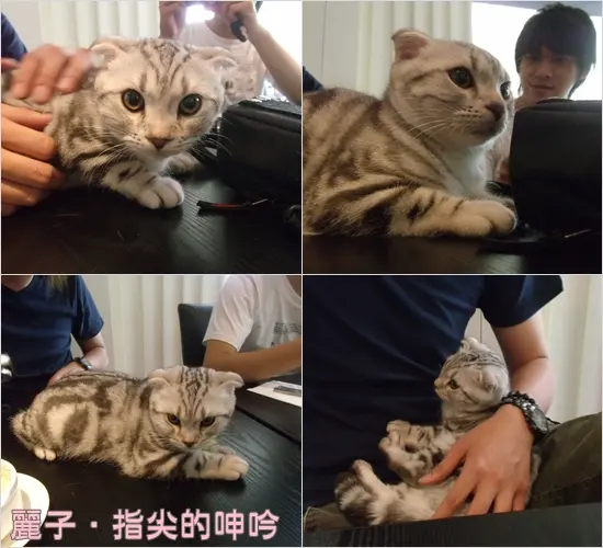 Support TNR餐廳－為流浪動物無私奉獻者fish的事業