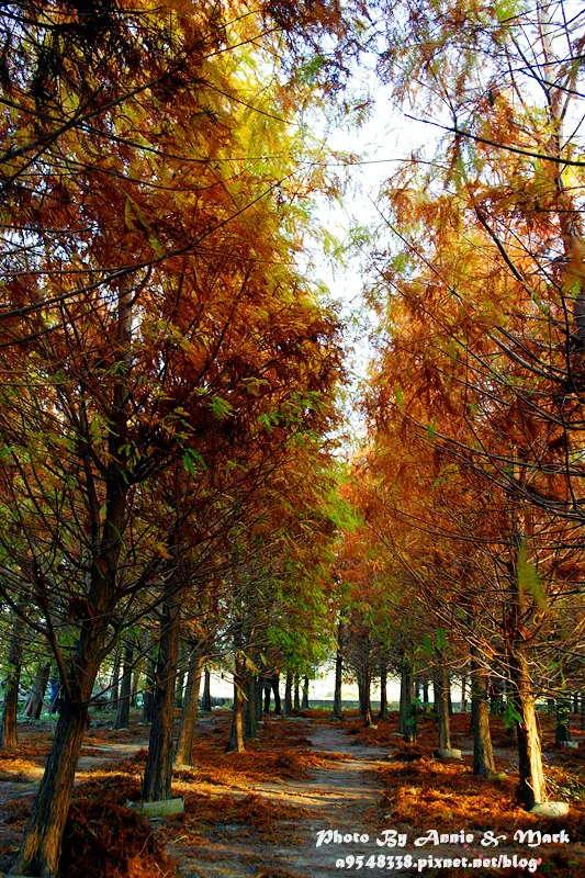 ◎【台中后里 落羽松】絕美！竟在台灣？根本就像外國風景畫！