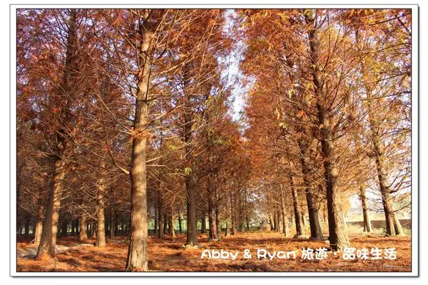 【台中景點】台中泰安國小落羽松林~隱藏版的秘境哦！超浪漫的異國風情 之 真的在台灣就可以看到~〈內有詳細路線說明〉