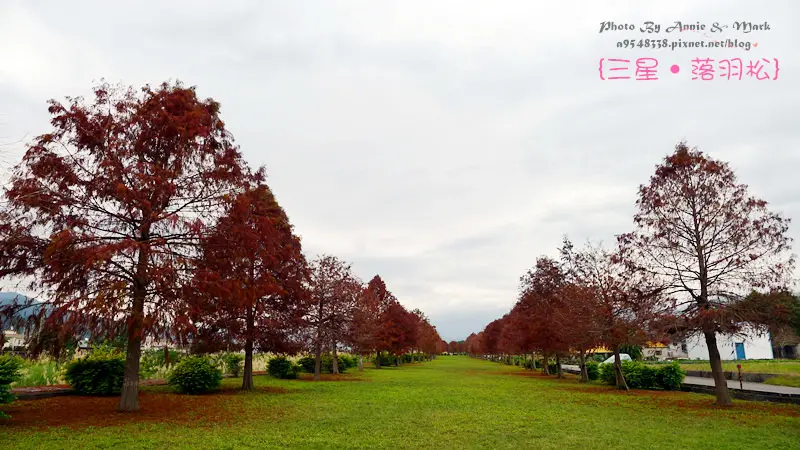 ◎【宜蘭三星 落羽松】簡直美呆了！美到翻的落羽松"祕境"原來在這兒~