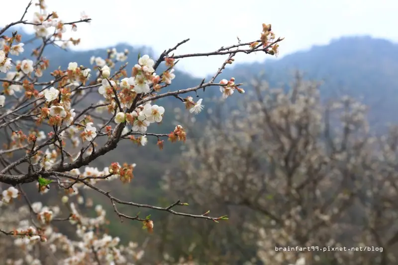 【南投‧仁愛】踏雪尋梅，賞梅新興景點西伯梅園