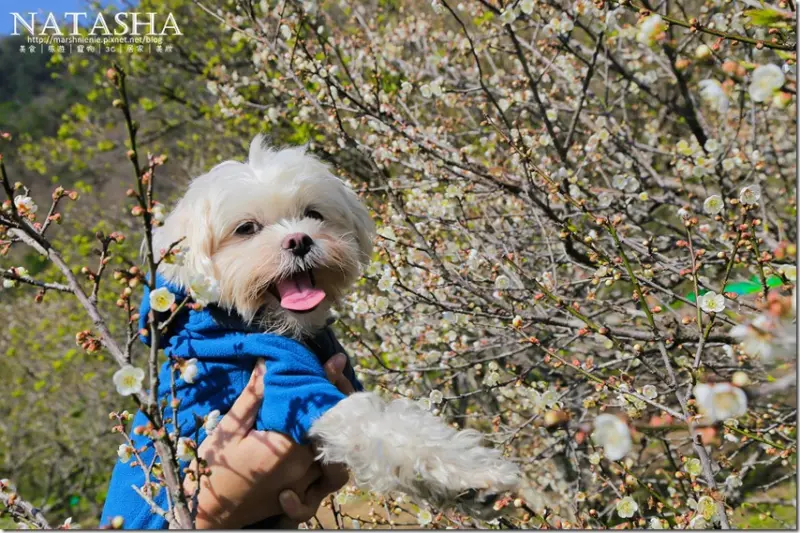 南投│仁愛鄉│不再人擠人的賞梅秘境大公開。讓你不再塞車塞到死~西伯梅園