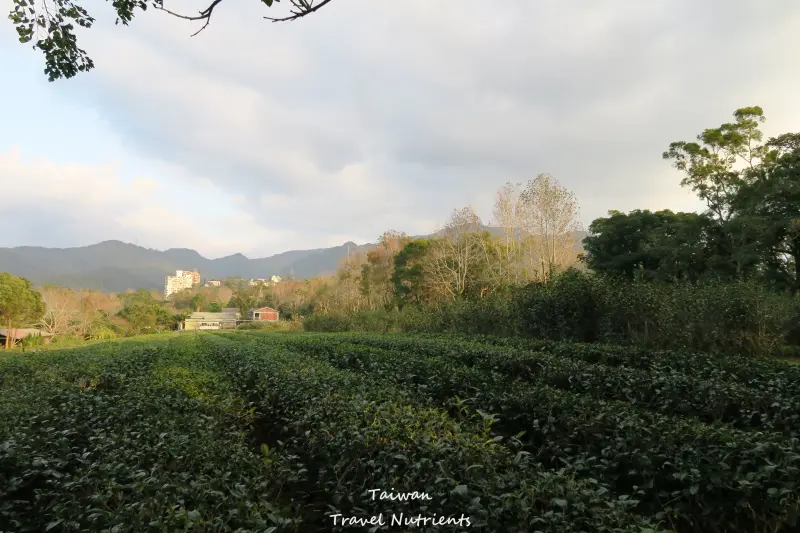 【新北．新店】在文山農場烤肉露營、草地跑跳、漫步茶園 (毛小孩可以入園)