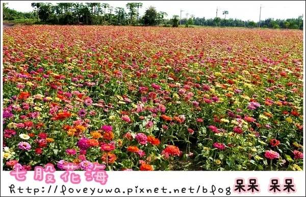 【台南◍•ᴗ•◍七股】賞花秘境✯私房景點・2014七股花海｜旅途中的偶遇，萬紫千紅百日草        
      