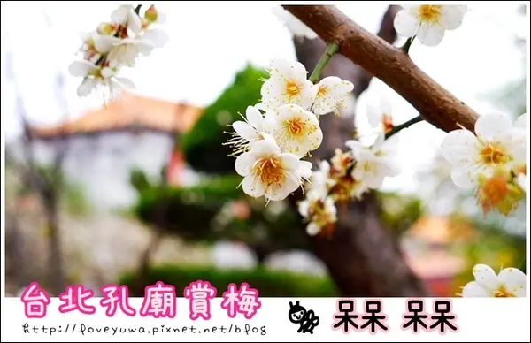 【台北◍•ᴗ•◍大同】捷運圓山站✯賞梅景點・台北市孔廟文化園區賞梅｜雪白梅花的花瓣隨風飄逸，一片梅吹雪              