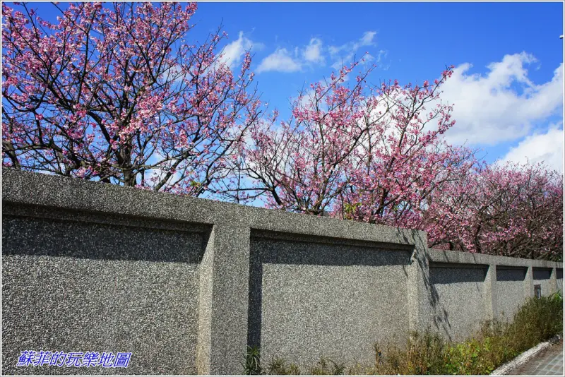 《台北賞櫻》陽明山平菁街寒櫻季綻放  揭開2017櫻花季序曲